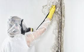 Reliable East Merrimack, NH Mold Removal Solutions